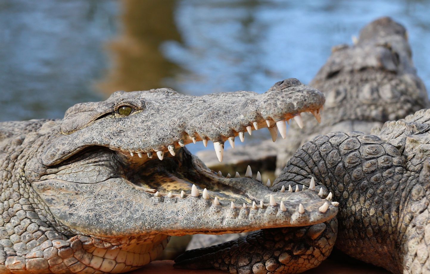 1444x920_illustration-a-la-ferme-aux-crocodiles-a-pierrelatte-dans-la-drome